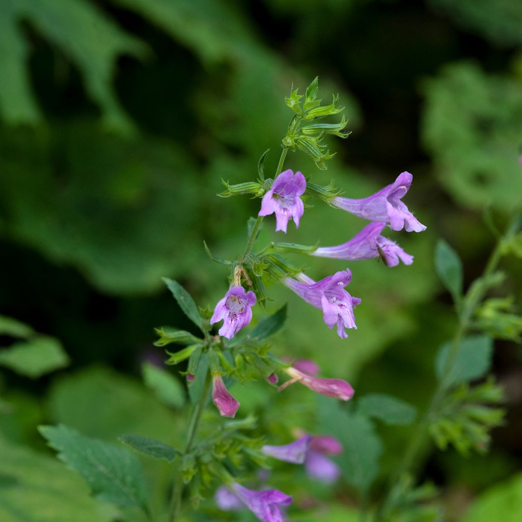 Calaminta - Calamintha grandiflora