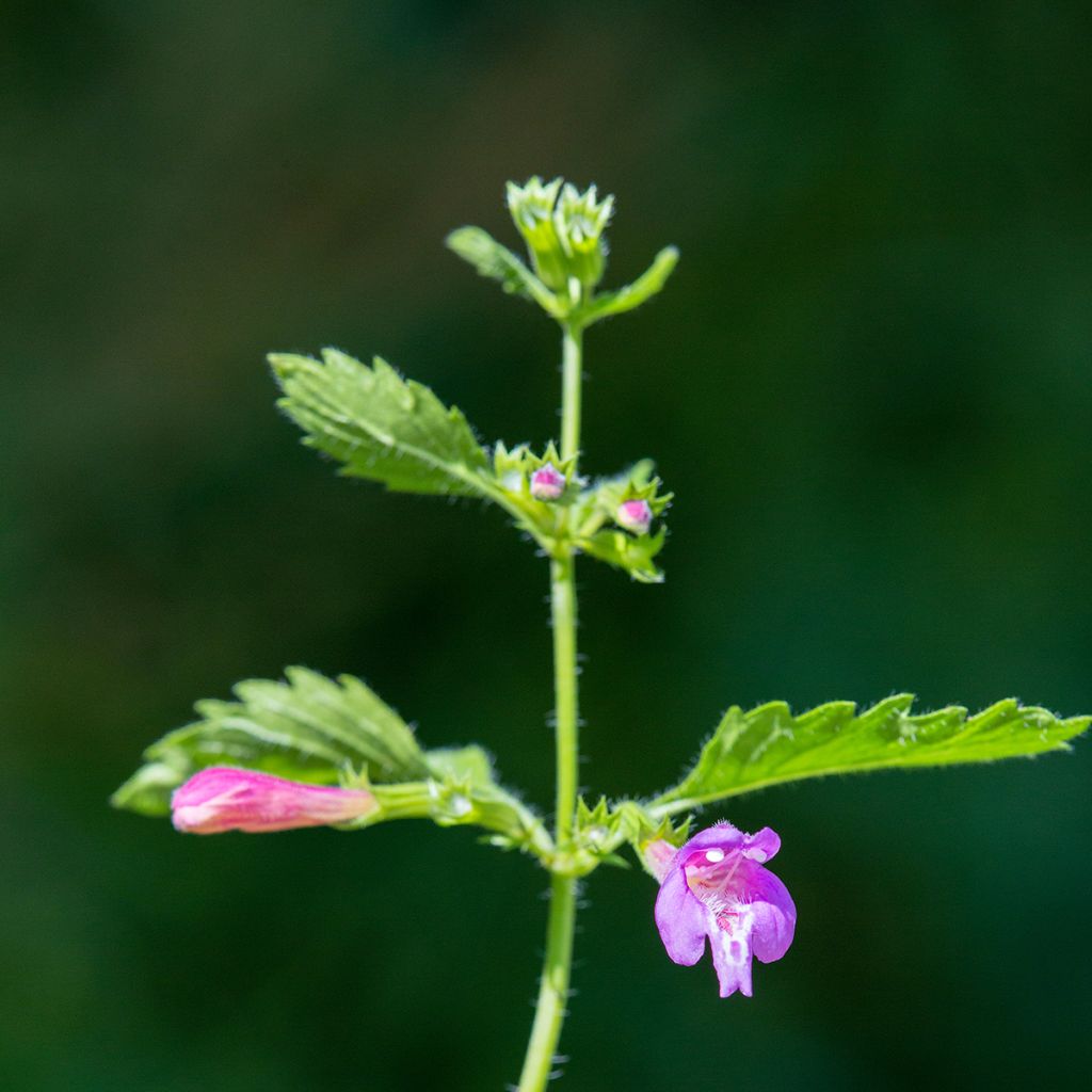 Calaminta - Calamintha grandiflora