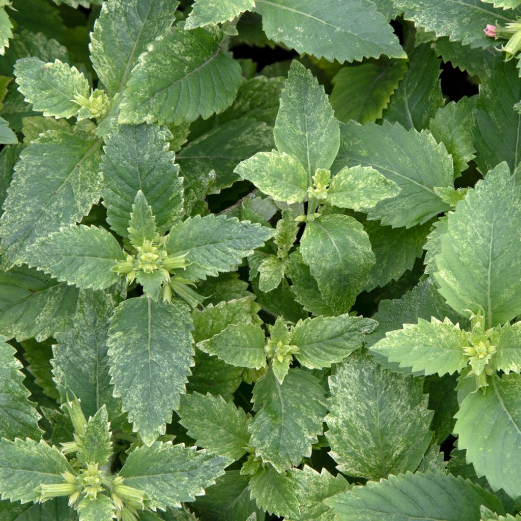 Calamintha grandiflora Variegata