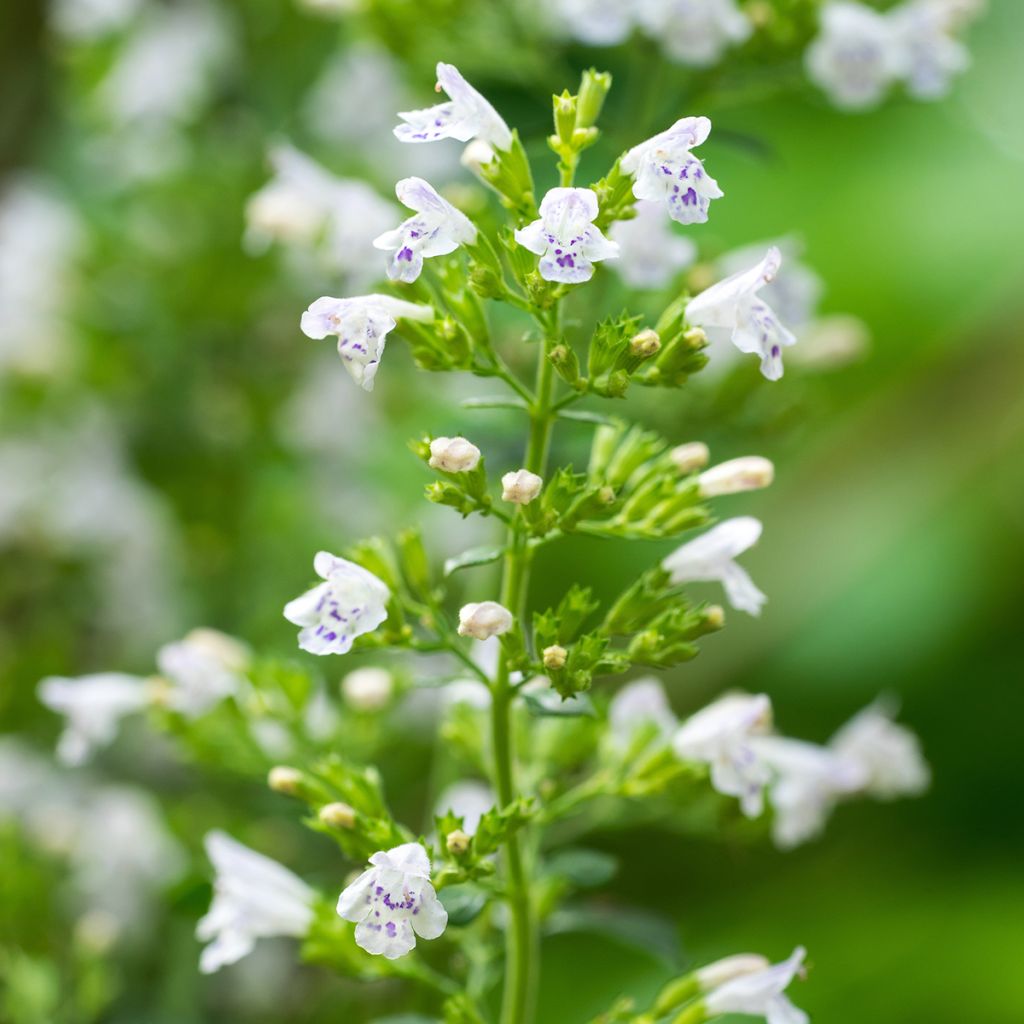 Calaminta - Calamintha nepeta