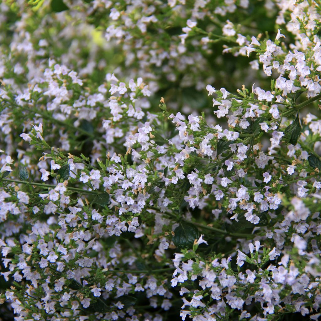 Calaminta - Calamintha nepeta