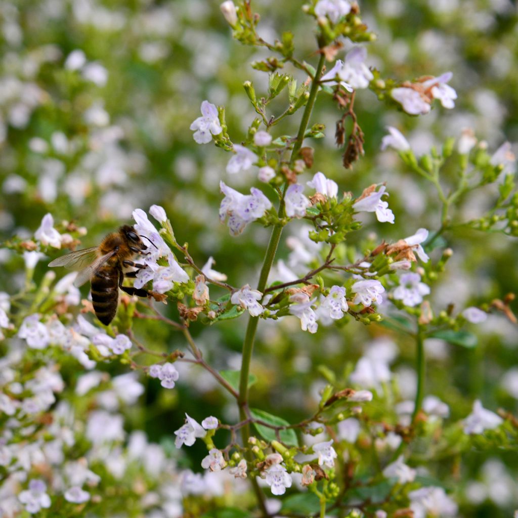 Calaminta - Calamintha nepeta