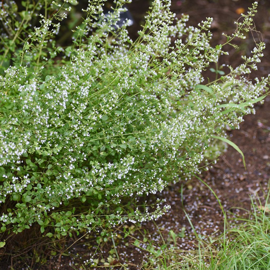 Calaminta - Calamintha nepeta