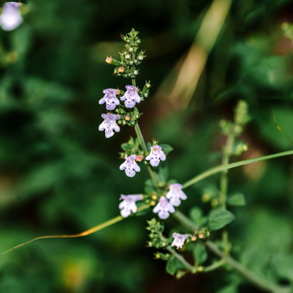 Calaminta - Calamintha nepeta