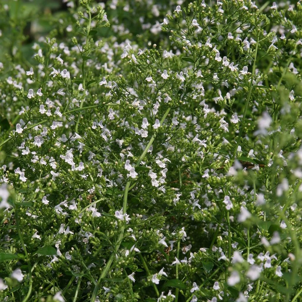 Calamintha nepeta White Cloud - Petit calament White Cloud