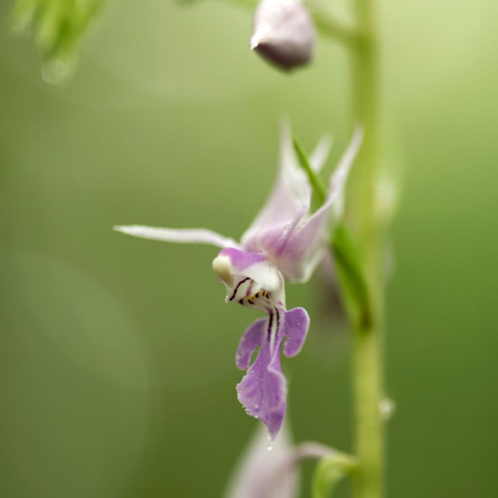 Calanthe reflexa