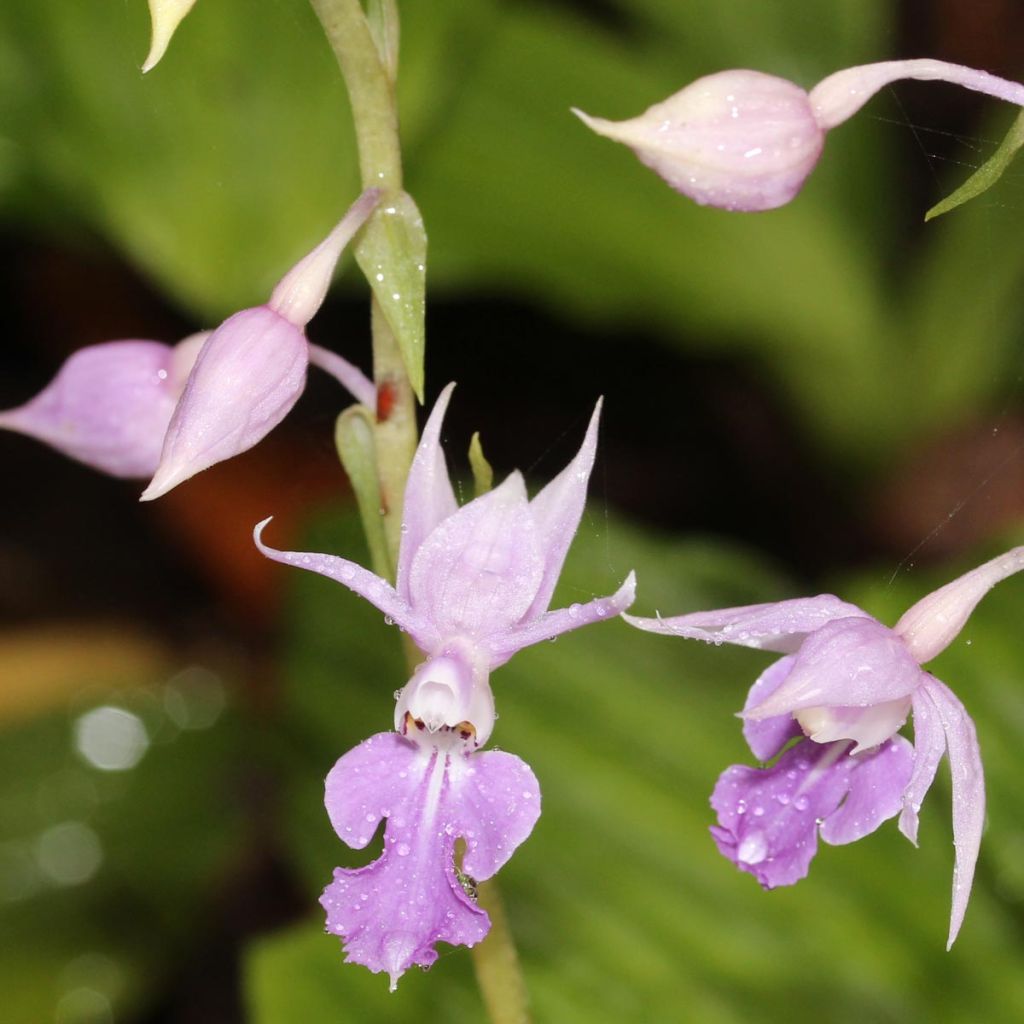 Calanthe reflexa