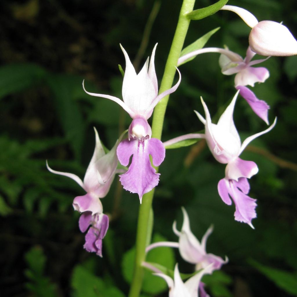 Calanthe reflexa