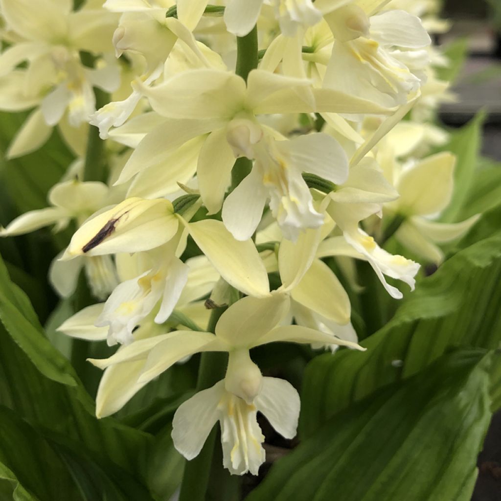 Calanthe sieboldii Light