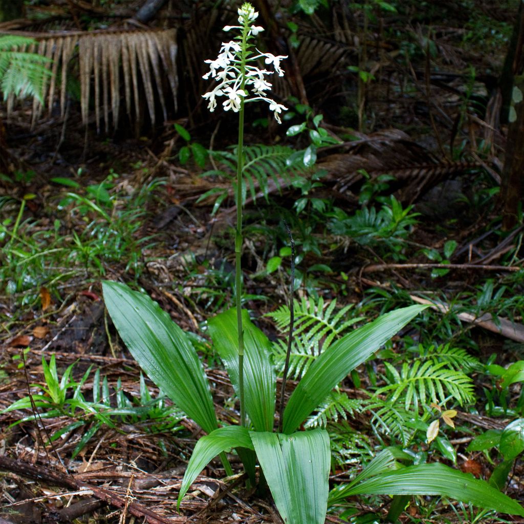 Calanthe triplicata