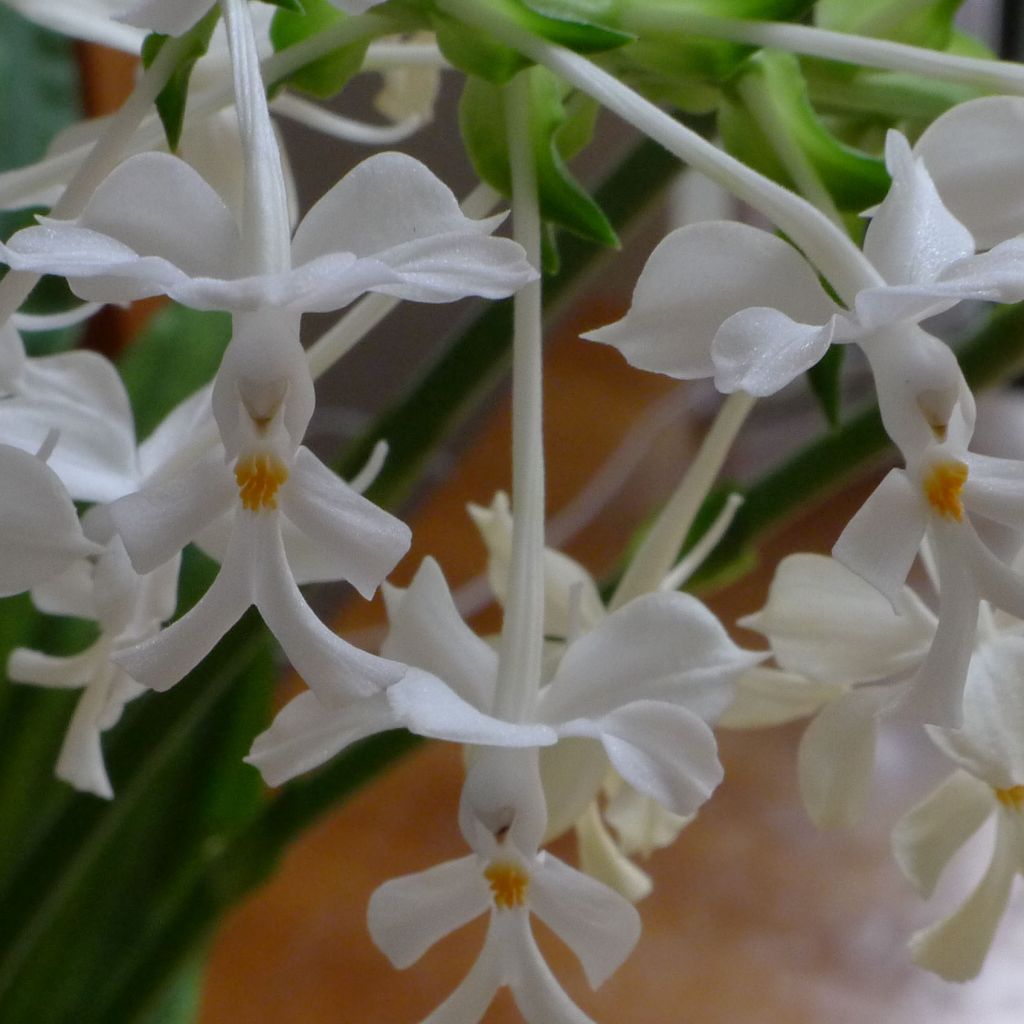 Calanthe triplicata