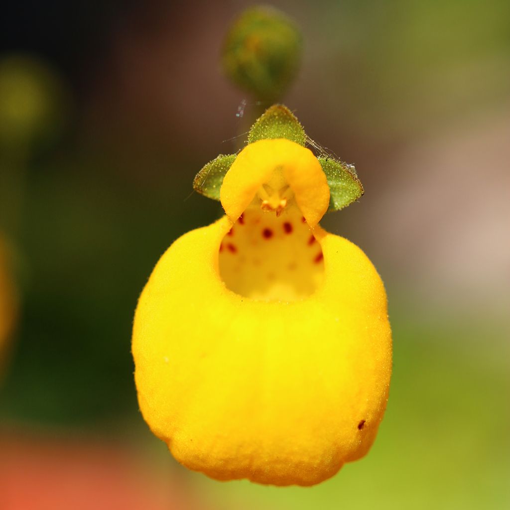 Calceolaria bilflora