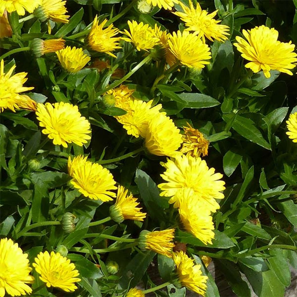 Calendula hybrida Powerdaisy Sunny