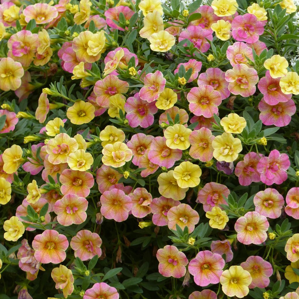 Calibrachoa Chamaeleon Double Pink Yellow - Mini-pétunia