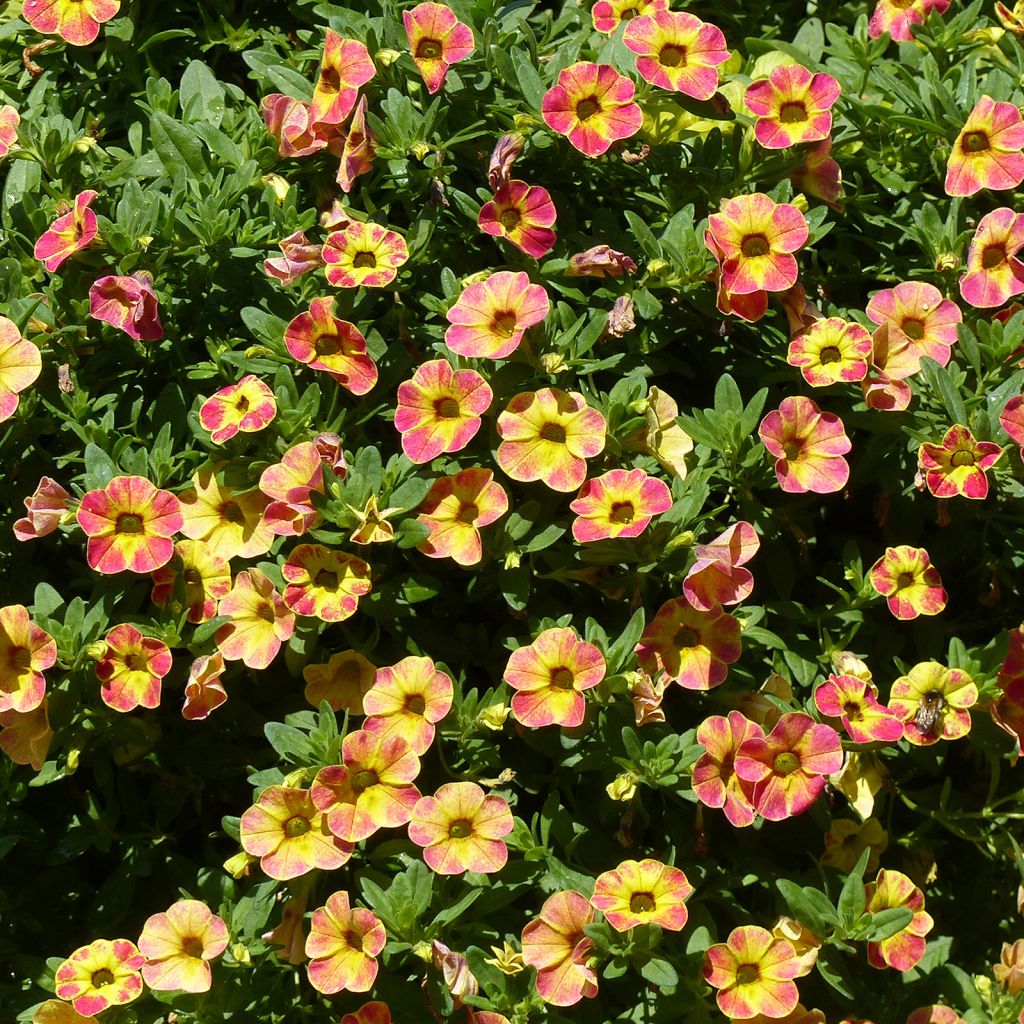 Calibrachoa Chamaeleon Sunshine Berry - Mini-pétunia