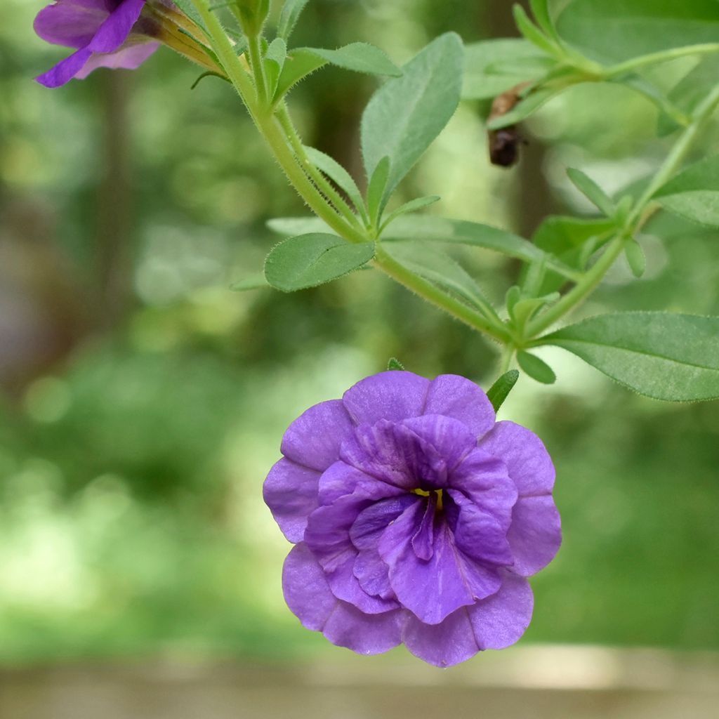 Calibrachoa hybrida Can-Can Rosies Blue