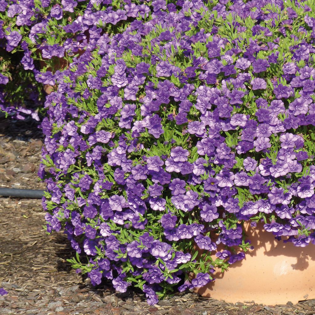 Calibrachoa hybrida Can-Can Rosies Blue