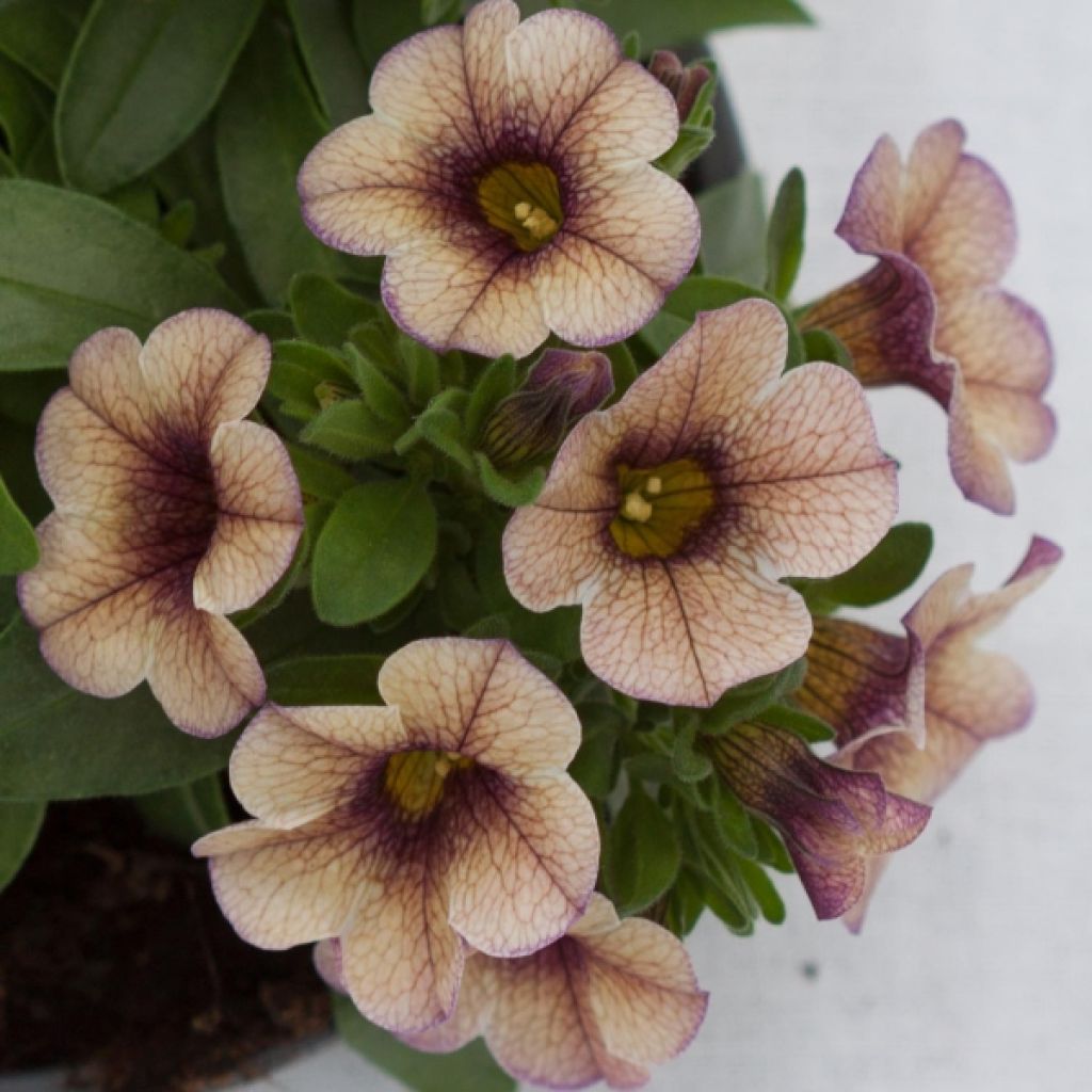 Calibrachoa Sweet Bells Cappuccino Compact