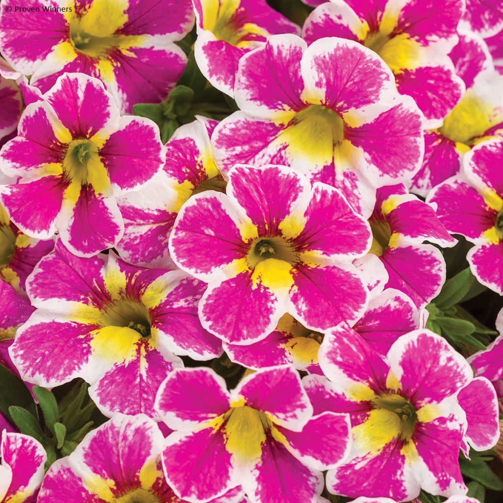 Calibrachoa hybrida Superbells Holy Cow