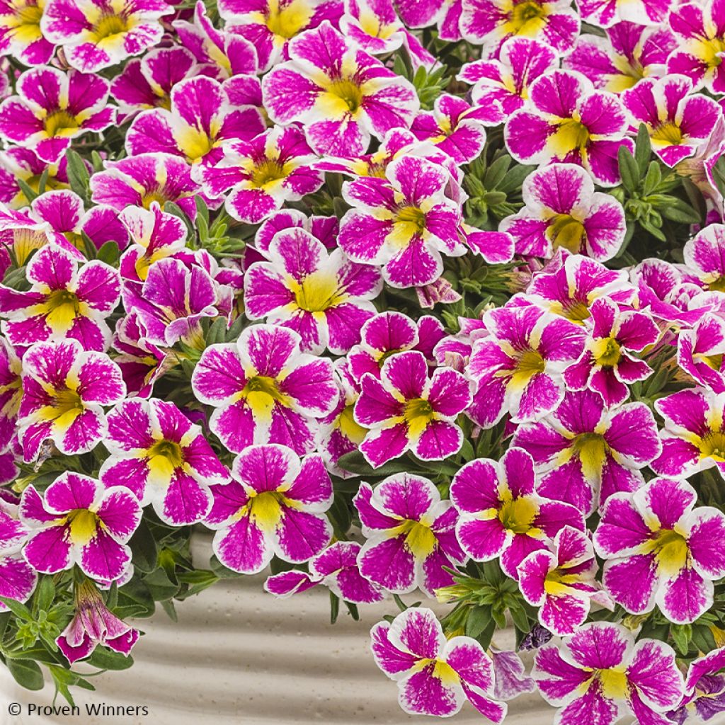 Calibrachoa hybrida Superbells Holy Cow