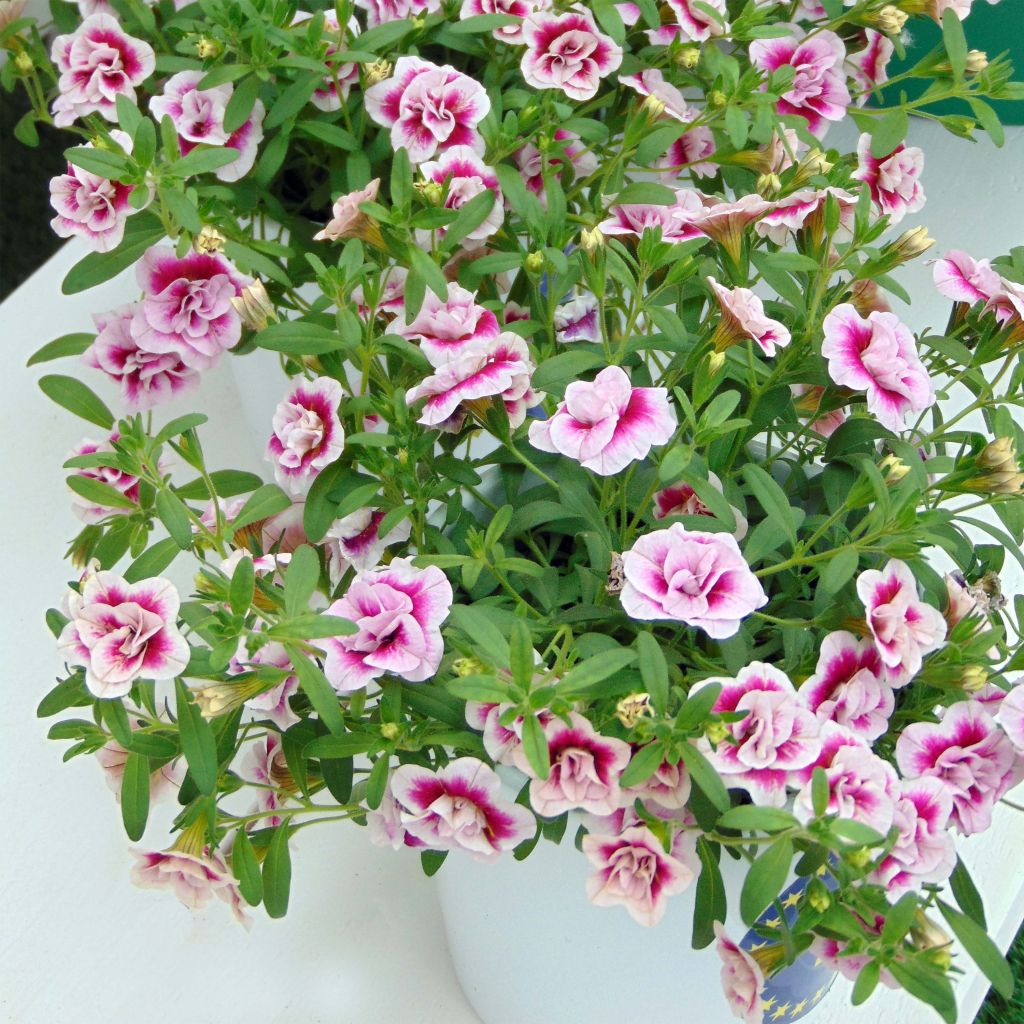 Calibrachoa MiniFamous Double Pinktastic - Mini-pétunia double.