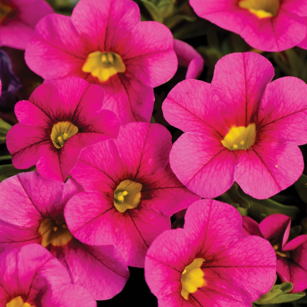 Calibrachoa hybrida Noa Bubblegum