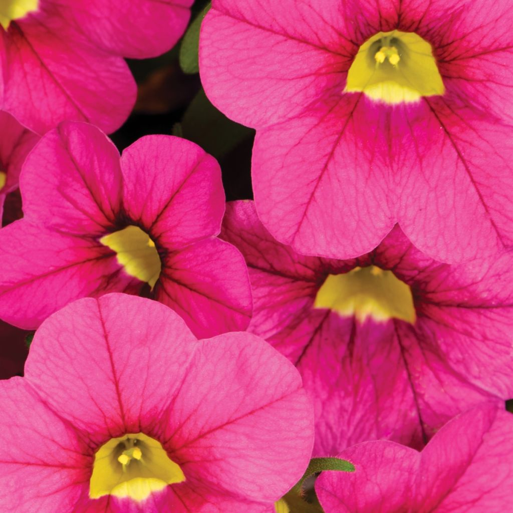 Calibrachoa hybrida Noa Bubblegum