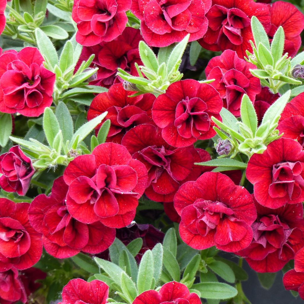 Calibrachoa Superbells Double Ruby