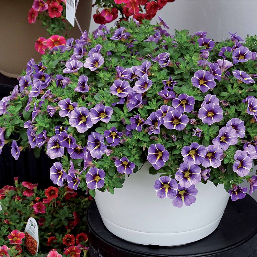 Calibrachoa hybrida Superbells Evening Star