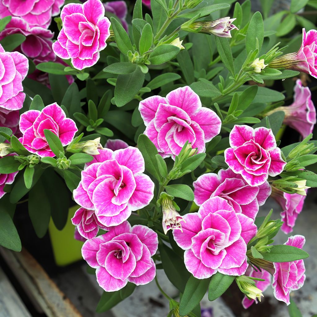 Calibrachoa hybrida Superbells Sweet Love