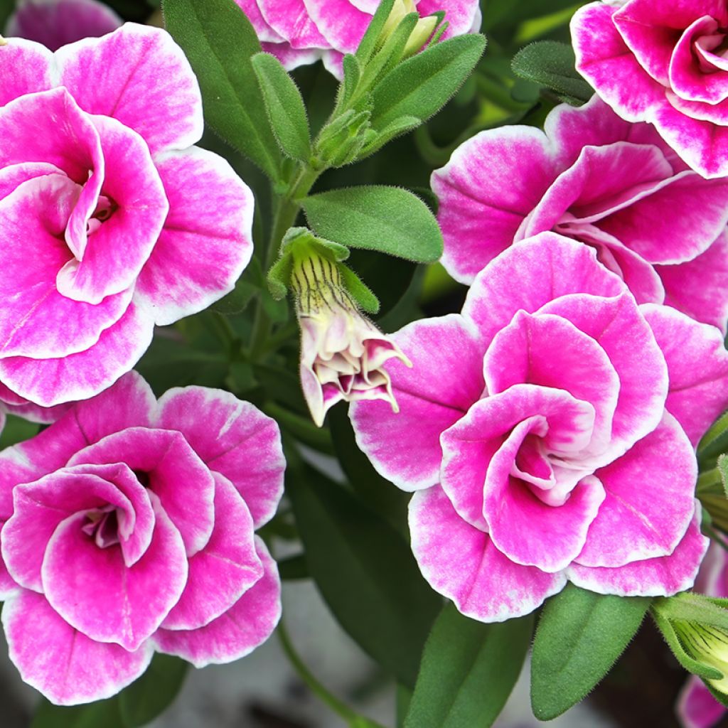 Calibrachoa hybrida Superbells Sweet Love