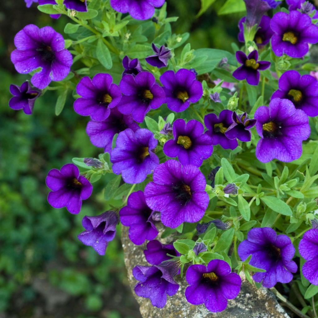 Calibrachoa hybrida Superbells Unique Blue Violet