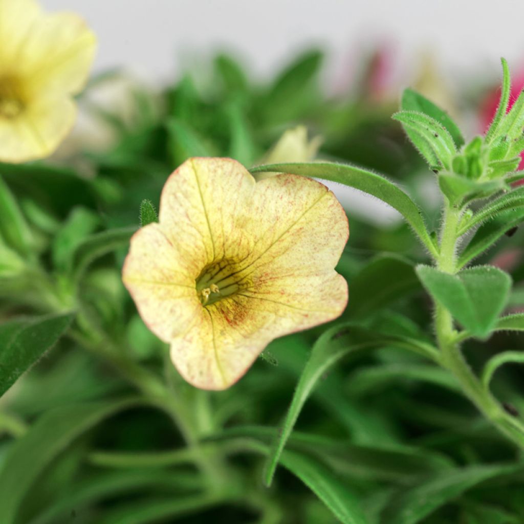 Calibrachoa Sweet Bells Bronze Lemon