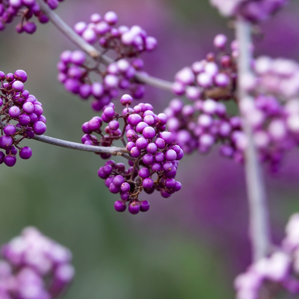 Callicarpa bodinieri Liebespaar - Arbuste aux bonbons