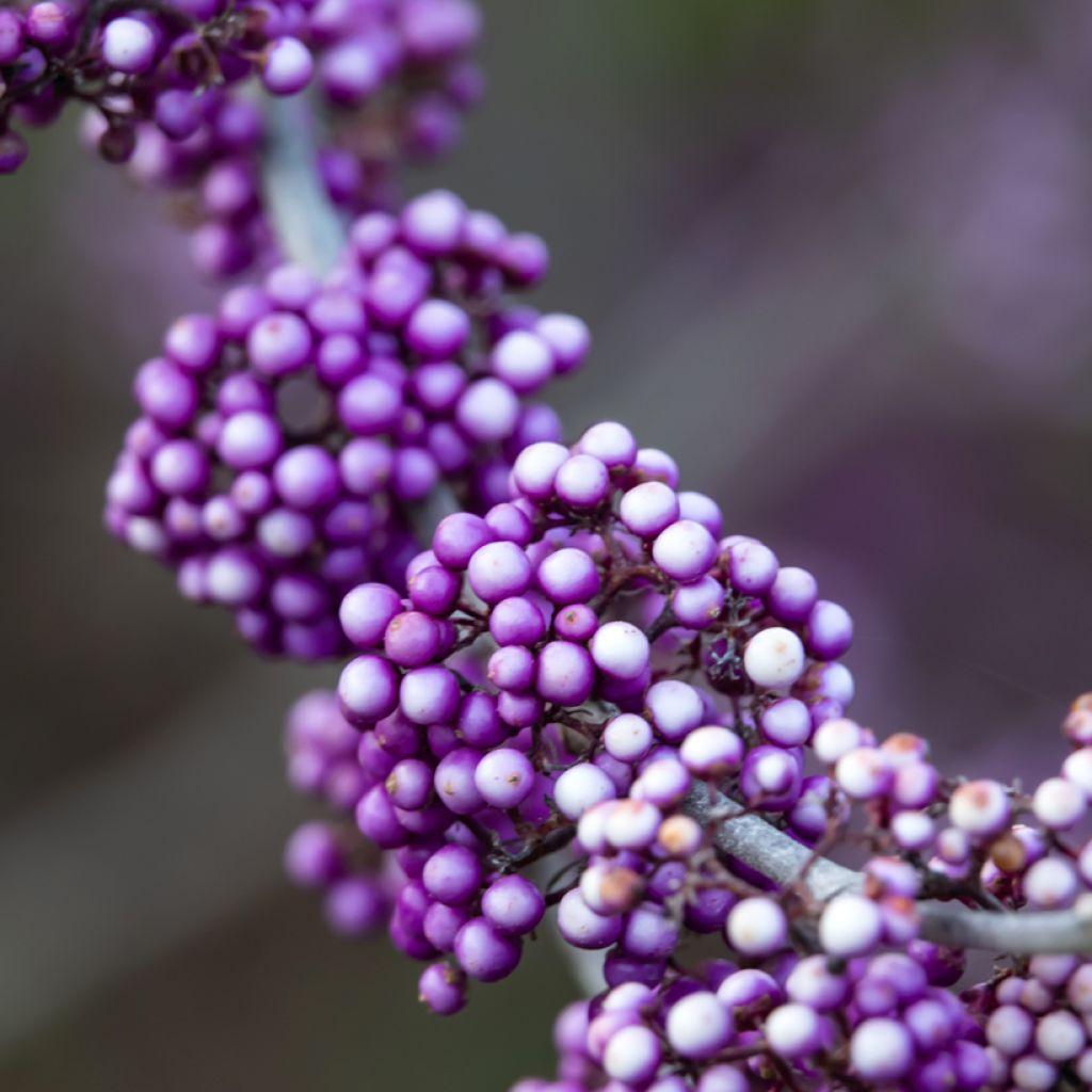 Callicarpa bodinieri Liebespaar - Arbuste aux bonbons