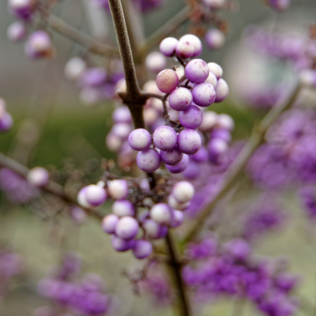 Callicarpa bodinieri Liebespaar - Arbuste aux bonbons