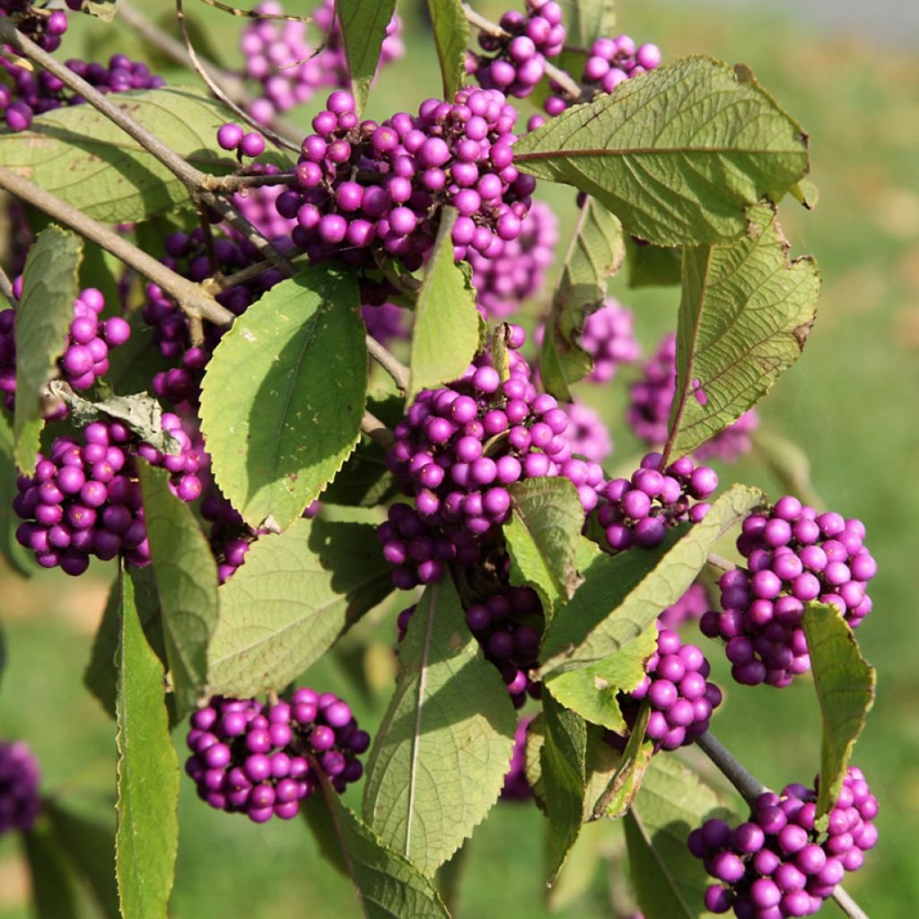 Callicarpa bodinieri Magical Deep Purple