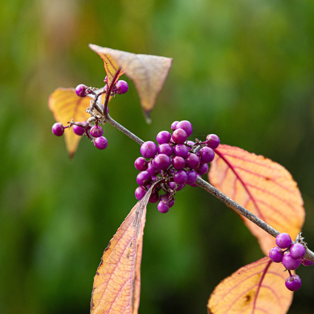 Callicarpa bodinieri Magical Deep Purple