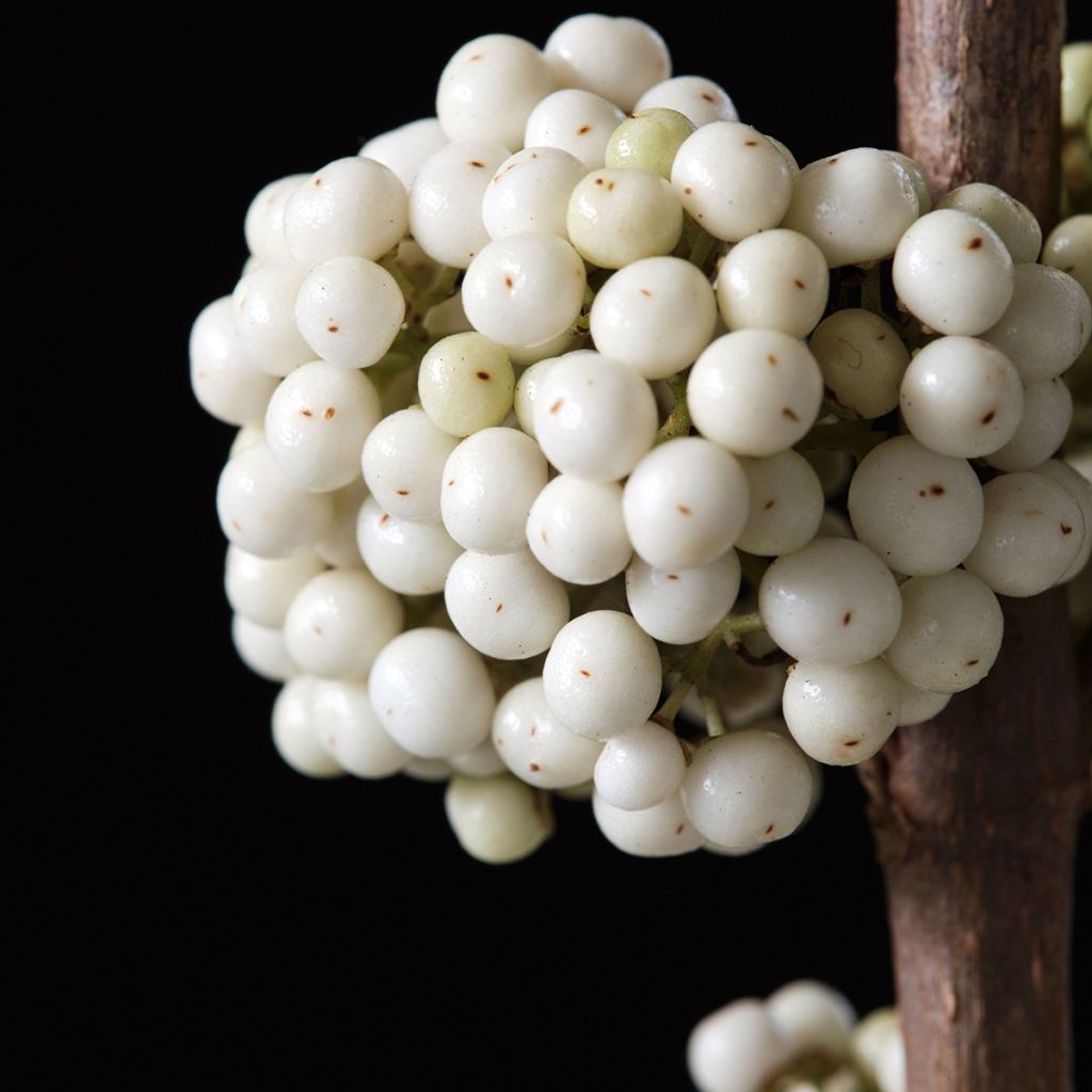 Callicarpa bodinieri Magical Snowqueen