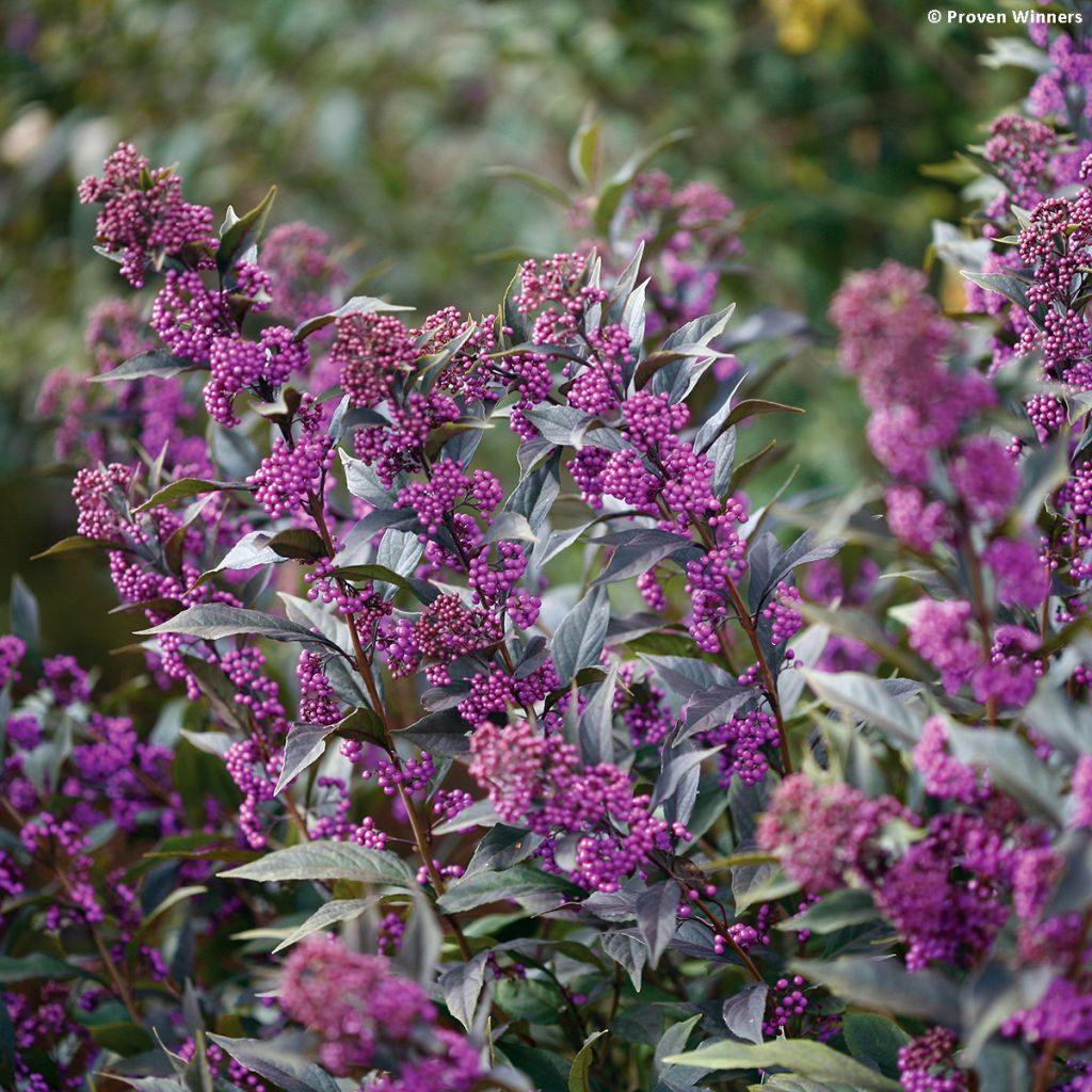 Callicarpa bodinieri Pearl Glam