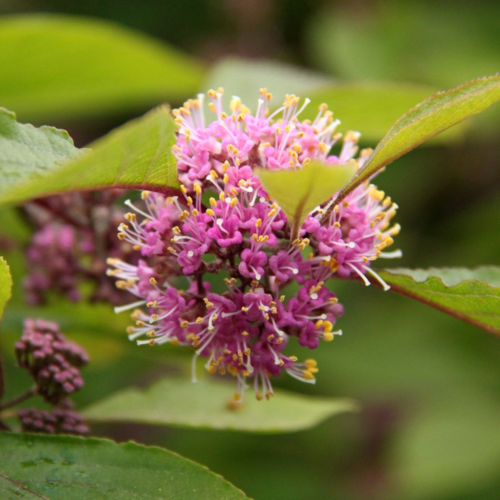 Callicarpa bodinieri var. giraldii Profusion