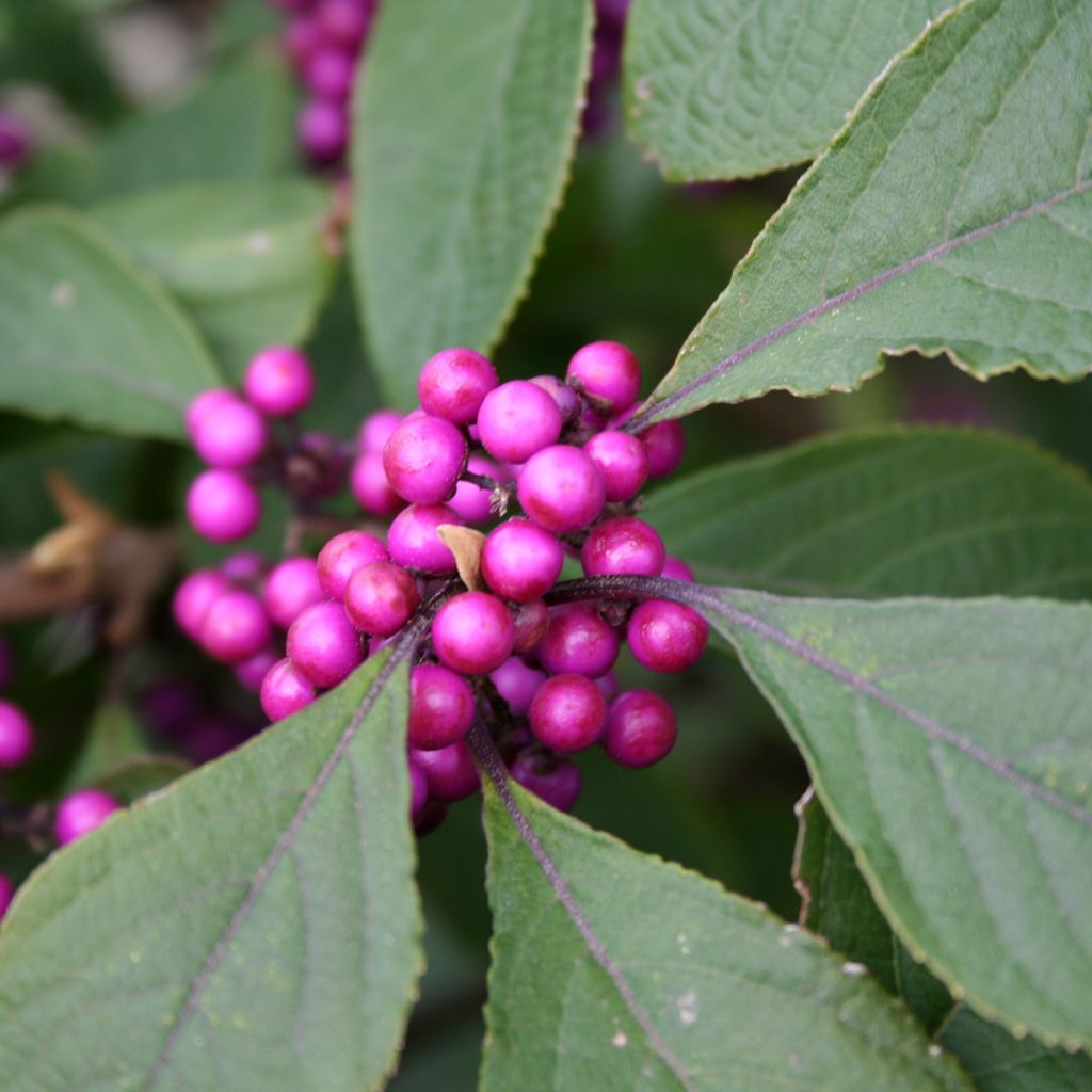 Callicarpa bodinieri var. giraldii Profusion