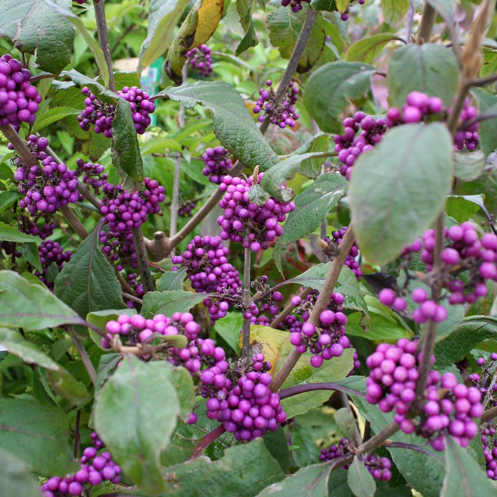 Callicarpa bodinieri var. giraldii Profusion