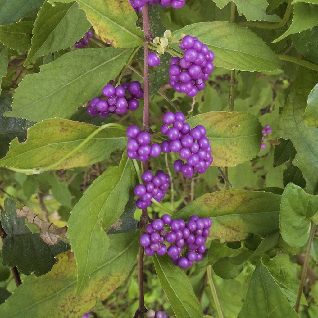 Callicarpa dichotoma