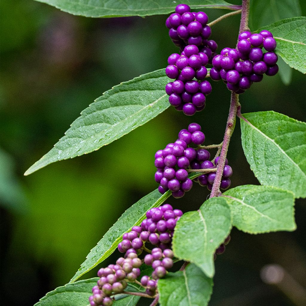 Callicarpa dichotoma