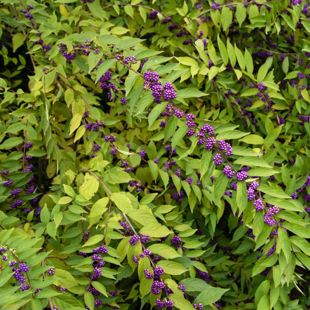 Callicarpa dichotoma