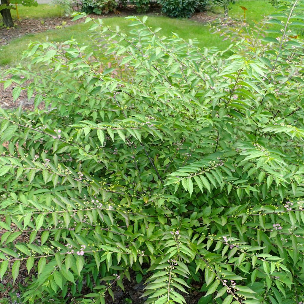 Callicarpa dichotoma Issai