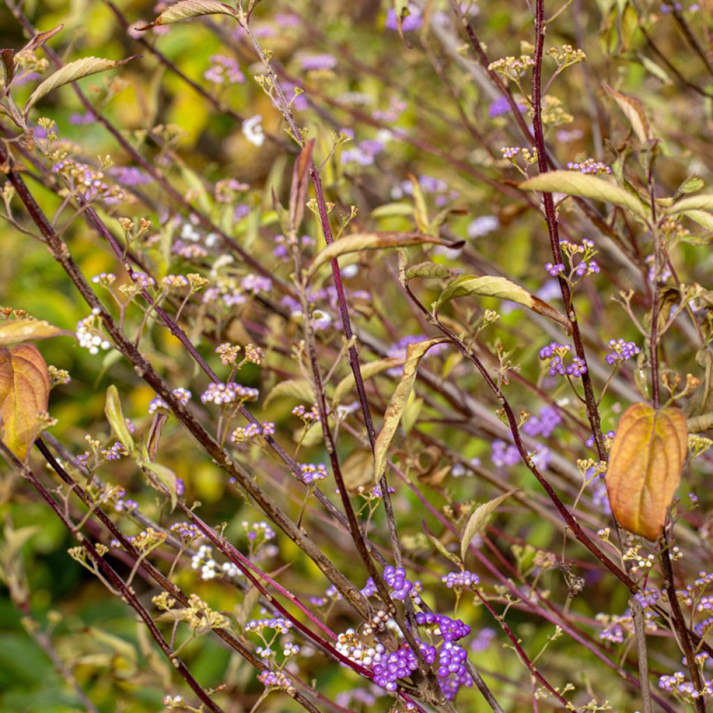 Callicarpa dichotoma Issai