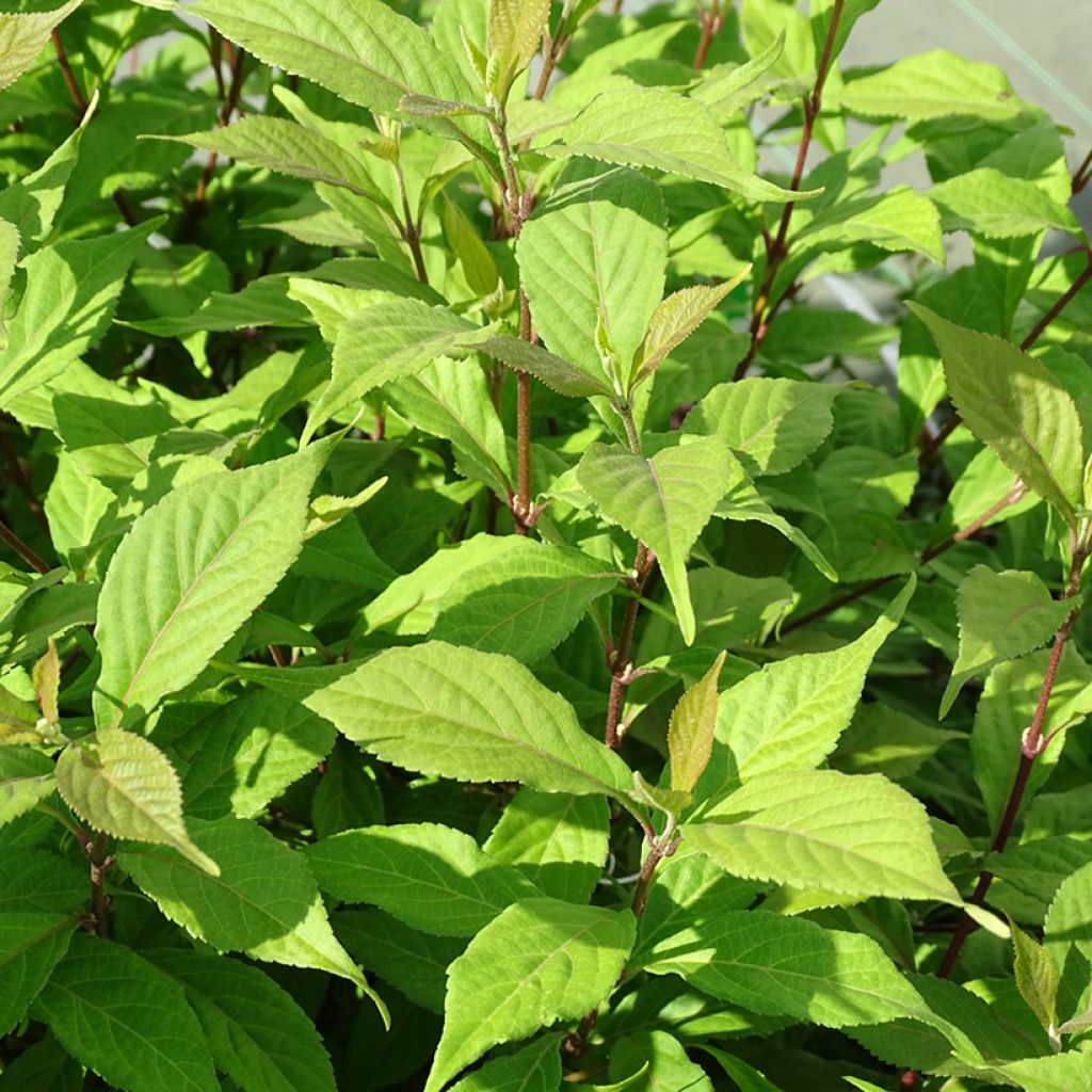 Callicarpa dichotoma Cardinal - Arbuste aux bonbons