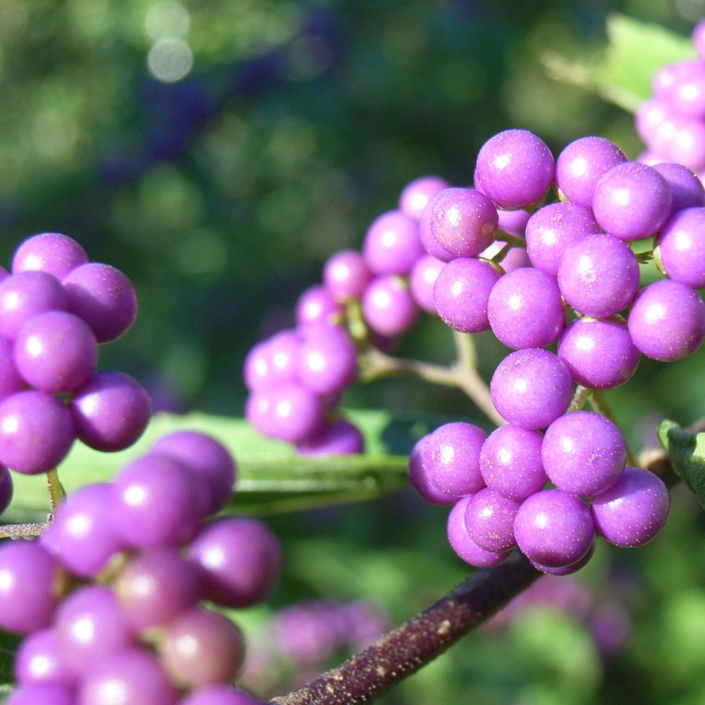 Callicarpa japonica